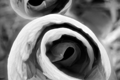 Hostas
