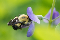 Busy in the Garden