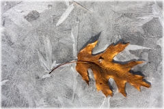 Leaf and Ice 5