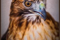 Hawk Eye