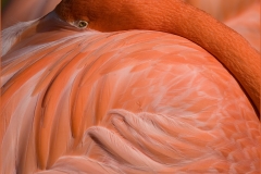 Flamingo Siesta