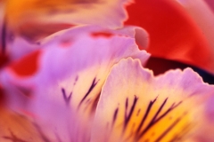 Flower Fantasy 1
