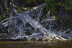 1115PRA0-Assigned[M-j_Adelman]Tree_Fallen_Over