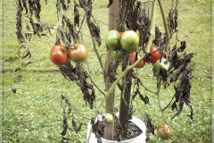 1115PRG0-Assigned[Barb_Lawton]It_Aint_Over_Til_the_Last_Tomatos_Picked