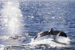 1115PRG0-General[Dow_Smith]Working_Together