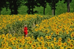 1115PRG0-General[Luba_Ricket]Strolling_Thru_Sunflowers
