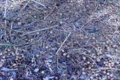 1115PRG0-General[Robert_Wright]The_Forest_Floor