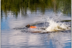 Splash