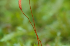 Two Sprouts