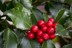 Happy Holly Days
