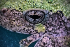 Say It Fast, Three Toed Tree Toad