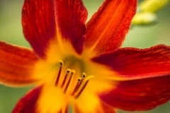 Lily