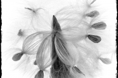 Milkweed Fantasy