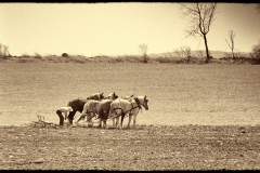 Hitching Up The Plow
