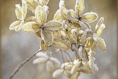 Frosty Hydrangea
