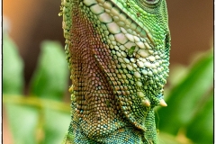 Ready For My Close Up, Mr. Demille