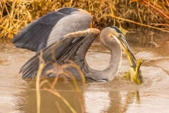 Heron Eating Frog