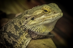 Lizzy