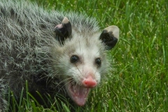 I'm Not Playing Possum Herre