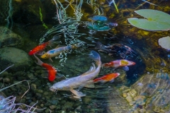 Koi Go Round