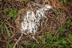 First Thaw
