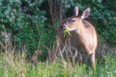 Salad Bar