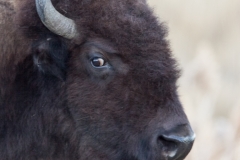 Bison Looking
