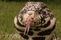 Yum Yum You Are Next