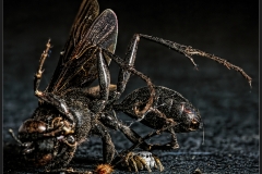 Mud Wasp