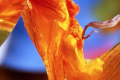 Orange Flower Fantasy