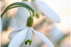 Snow Drops