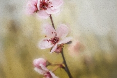 Cherry Blossoms