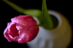 Tulip