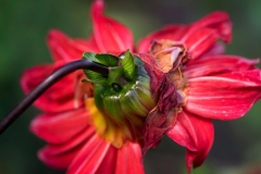 Red Flower