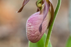 Pink Lady Slipper
