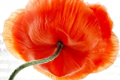 Oriental Poppy