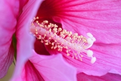Hibiscus