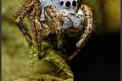 Jumper