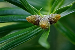 Shensi Fir Tree