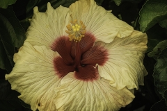 Yellow Hibiscus