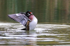 Wood Duck