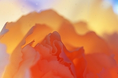 Flower Fantasy No 2