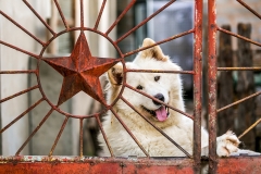 Cadre Doggie