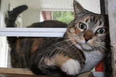 Sneaky Kitty