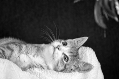 Fascination