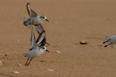 Beach Take-Off