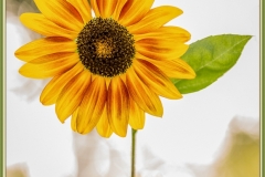 Sunshine