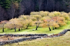 A Corner of the Orchard
