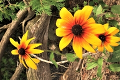 Wildflowers