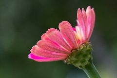Zinnia